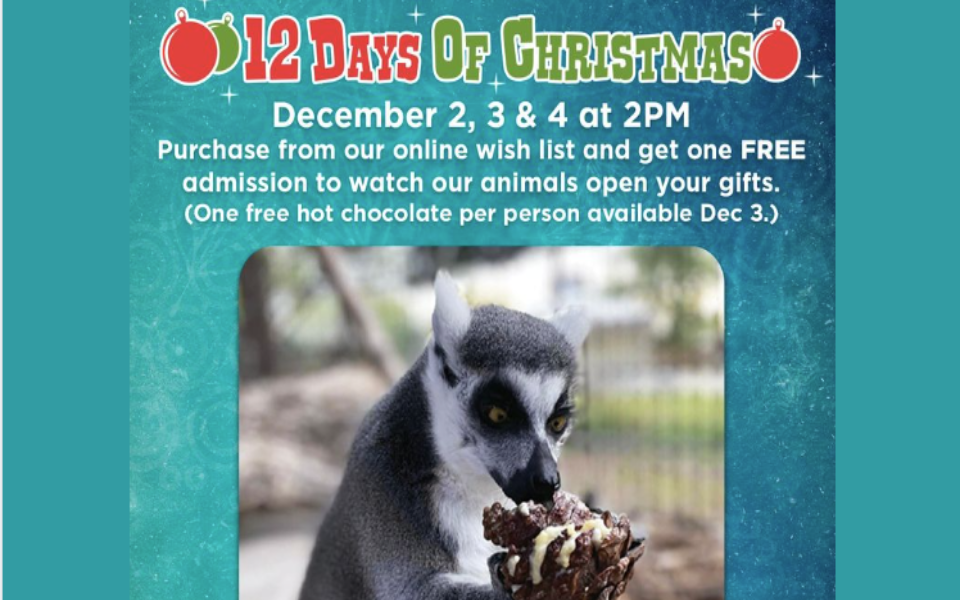 One of Spring River Zoo's lemurs eating a treat pictured next to event information