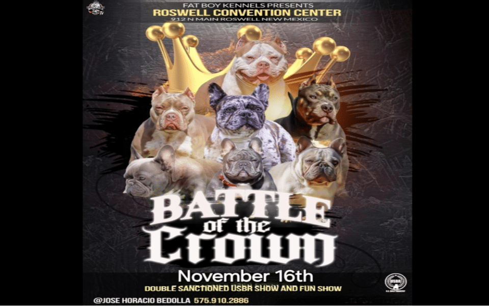 Battle of the bully dog crown.